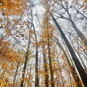 Photo #9 of 8704 MILLWOOD DR, SPOTSYLVANIA, VA 4.9 acres
