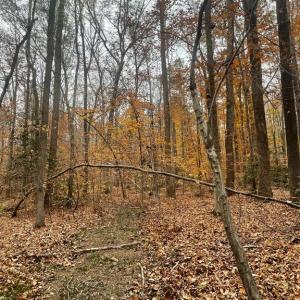 Photo #12 of 8704 MILLWOOD DR, SPOTSYLVANIA, VA 4.9 acres