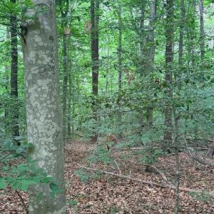 Photo #4 of 8704 MILLWOOD DR, SPOTSYLVANIA, VA 4.9 acres