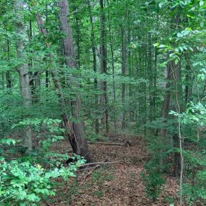 Photo #5 of 8704 MILLWOOD DR, SPOTSYLVANIA, VA 4.9 acres