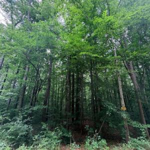 Photo #2 of 8704 MILLWOOD DR, SPOTSYLVANIA, VA 4.9 acres