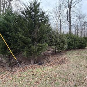 Wooded Lots