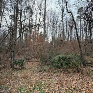 Wooded Lots