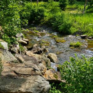 creek view