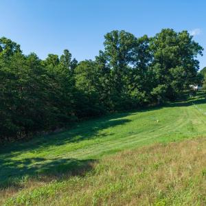 Rolling pasture with mature tree line