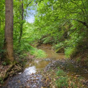 Rocky creek bed under a canopy