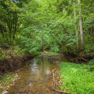 Shallow creek winds through greenery
