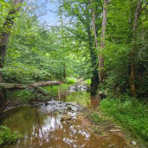 Fallen log crosses shallow creek