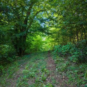 Grassy Trail through the forest