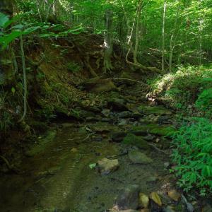 Rocky streambed in dense woods