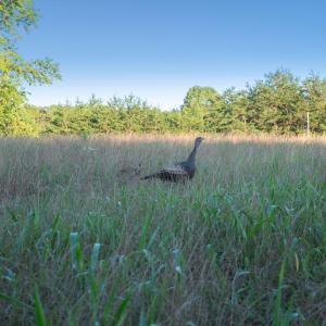 Wild turkey roaming the open field