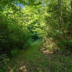 Another Trail Through Woods