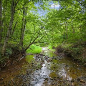 Sunlit creek bed flows to river