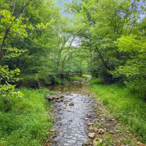 Clear creek flowing through greenery