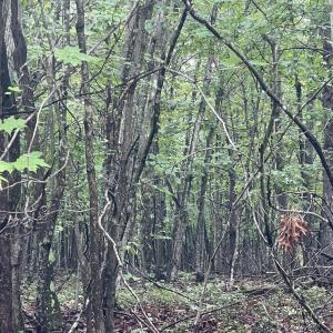 Heavily wooded