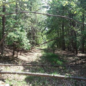 Entrence on 35 Acre Tract