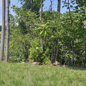 Tree buffer  on left side of lot