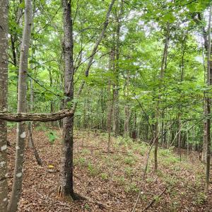 LOT 1 Truman Hill Rd.