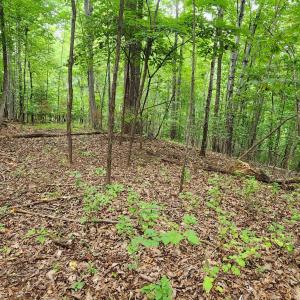 LOT 1 Truman Hill Rd.