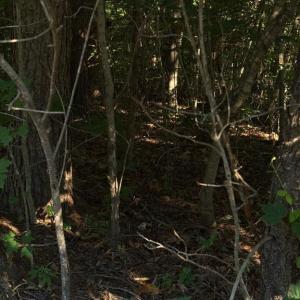 Photo #5 of KIRTLEY TRL, CULPEPER, VA 31.1 acres