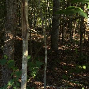 Photo #4 of KIRTLEY TRL, CULPEPER, VA 31.1 acres