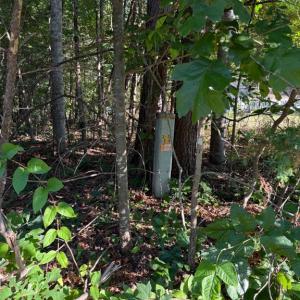 Photo #3 of KIRTLEY TRL, CULPEPER, VA 31.1 acres