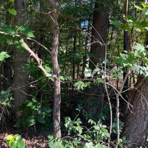 Photo #1 of KIRTLEY TRL, CULPEPER, VA 31.1 acres