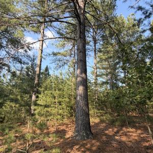 Pittsylvania Co. VA - Lot 98A Eagle Poin