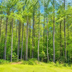 Photo #1 of GOVERNOR ALMOND RD, LOCUST GROVE, VA 2.1 acres