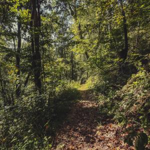 NO_FUSION_0909_003