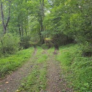 roads to cabin & clearing