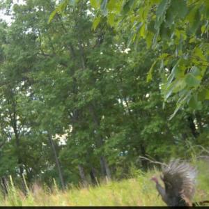 Bedford Co. VA - 0 Timberland Trail- Wil