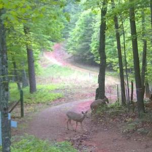 Bedford Co. VA - 0 Timberland Trail- Wil