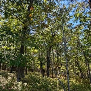 Bedford Co. VA - 0 Timberland Trail- Gro