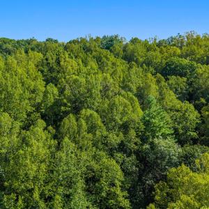 Aerial Tree Line 1
