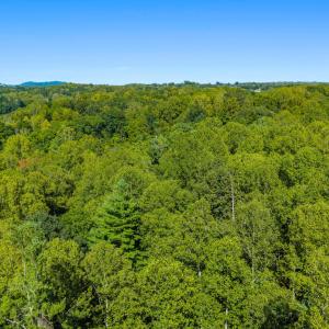 Aerial Tree Line 2