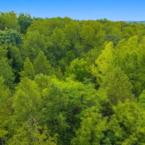 Aerial Tree Line 1