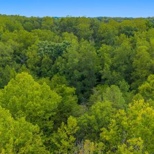 Aerial Tree Line 2