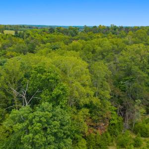 Aerial Tree Line 3