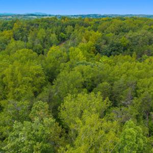 Aerial Tree Line 4