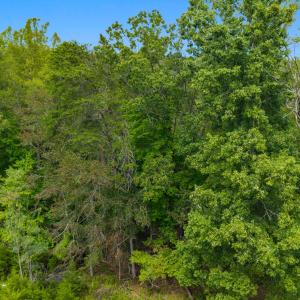 Aerial Tree Line 5