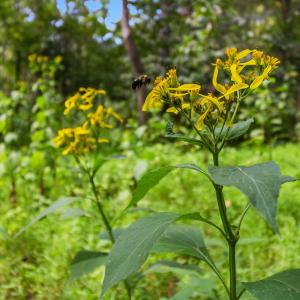 Ground Wildflowers