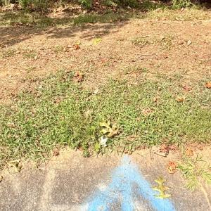 Utility Marker