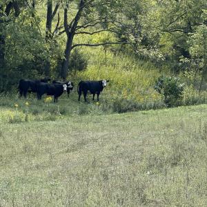 IMG_9979