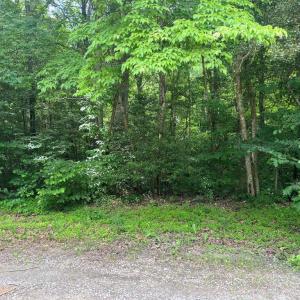Photo #3 of 5517 FOREST VIEW DR, PARTLOW, VA 5.0 acres
