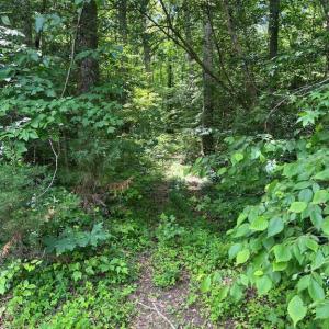 Photo #7 of 5517 FOREST VIEW DR, PARTLOW, VA 5.0 acres