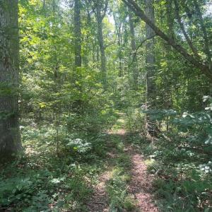 Photo #4 of 5517 FOREST VIEW DR, PARTLOW, VA 5.0 acres