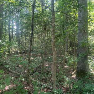 Photo #5 of 5517 FOREST VIEW DR, PARTLOW, VA 5.0 acres