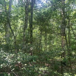 Photo #6 of 5517 FOREST VIEW DR, PARTLOW, VA 5.0 acres