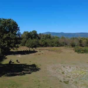 DJI_0673